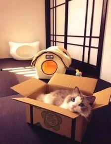 娱乐吃瓜酱改造猫窝